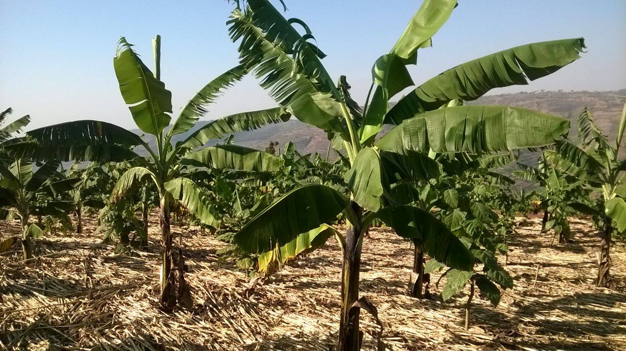 14753353_1230414553690769_1331031351172729731_o