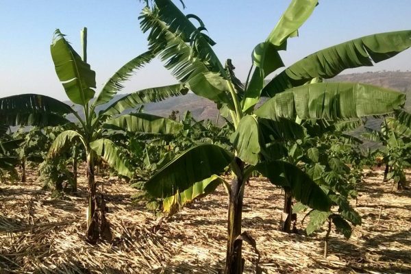 14753353_1230414553690769_1331031351172729731_o (1)